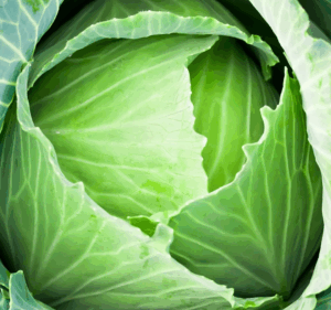 fresh cabbage by doiie.com